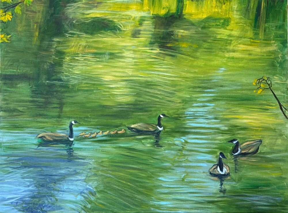 Geese with Goslings at Indigo Pond