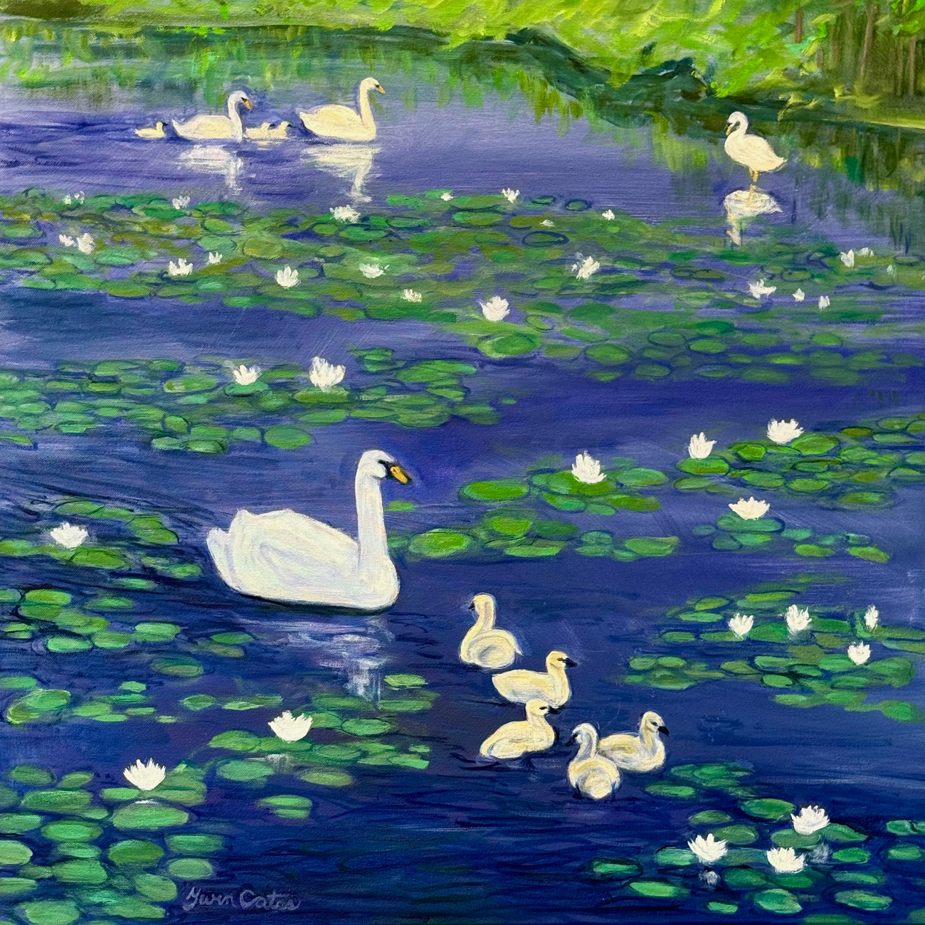 Swans with Cygnets on a Scottish Lake
