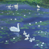 Swans with Cygnets on a Scottish Lake