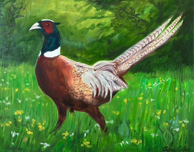 Pheasant Strutting